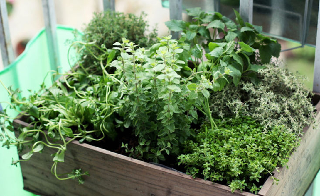 Balcony herb garden a balcony herb garden * gardening blog *.