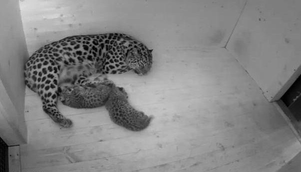 10 ������������� ���-����� ����