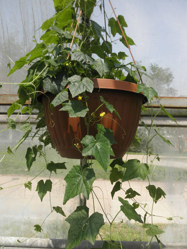 https://www.greeninfo.ru/img/work/article/a_5122_48881.jpg
