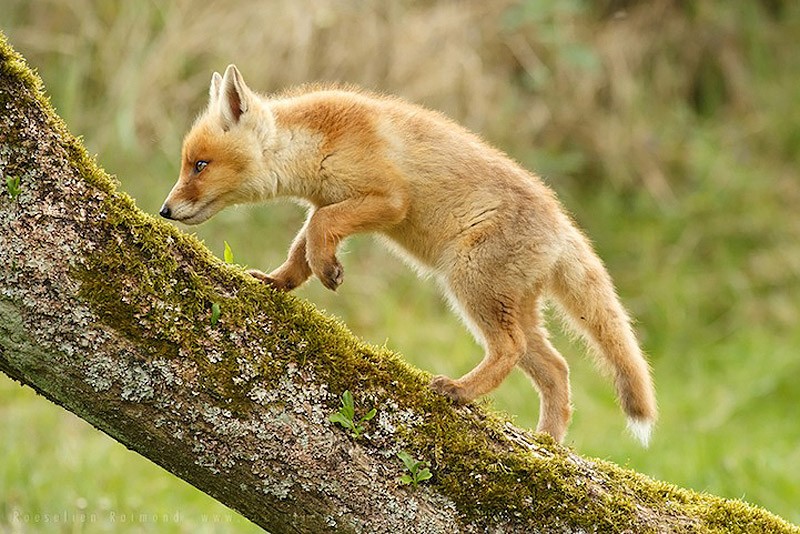 fox04    
