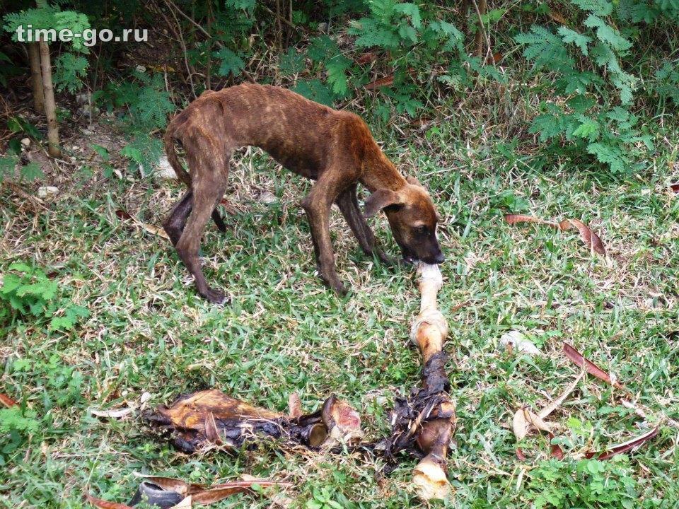 Бездомные собаки до и после приюта Бездомные собаки до и после приюта