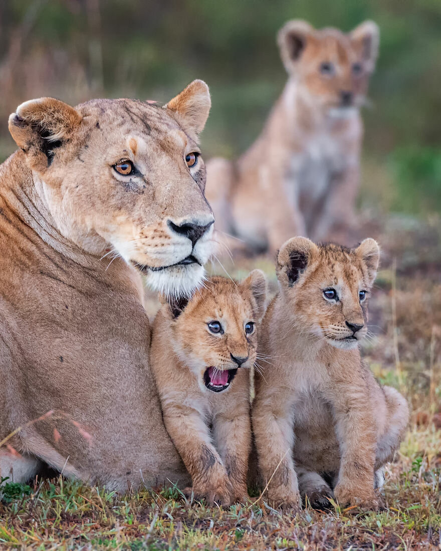 Лучшие фото с конкурса Comedy Wildlife Photography Awards 2020