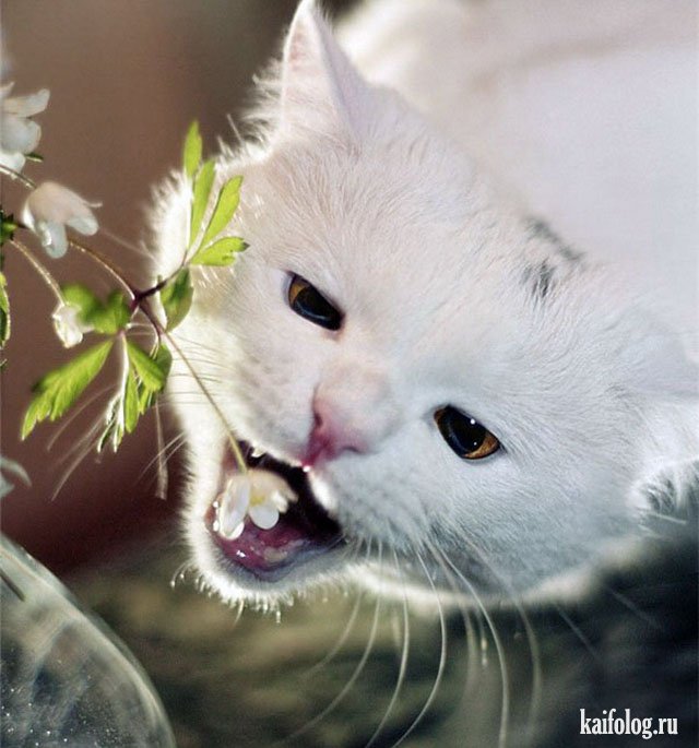 Коты, которые знают толк в еде (40 фото) Коты, которые знают толк в еде (40 фото)