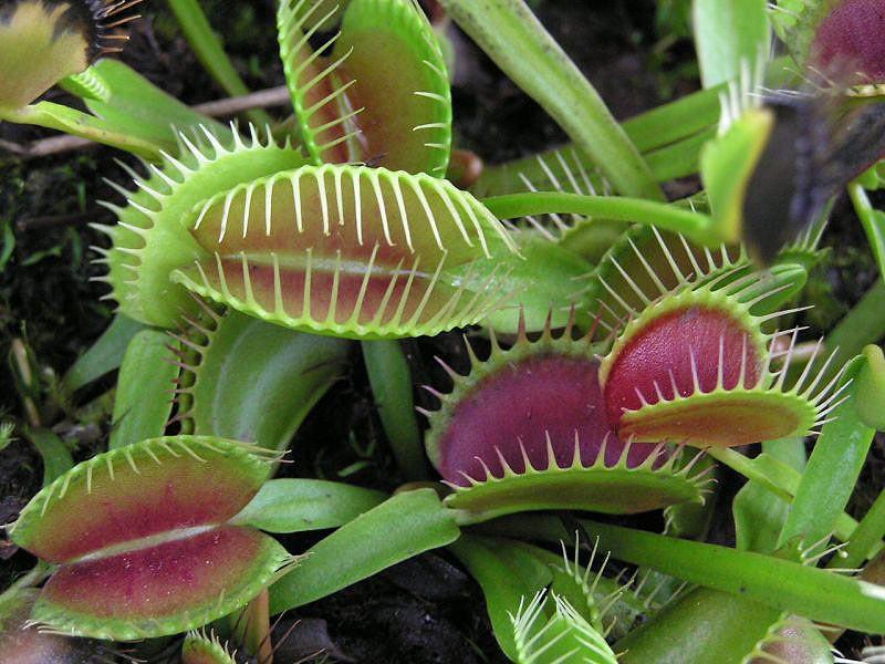 creepyplants35 Самые жуткие растения