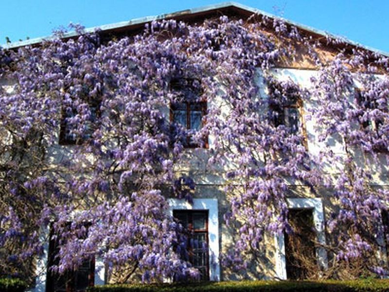 10 самых ароматных цветков