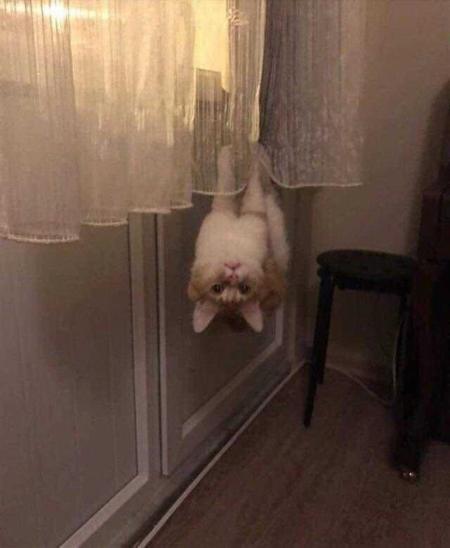 Шедевры кото-фото-искусства