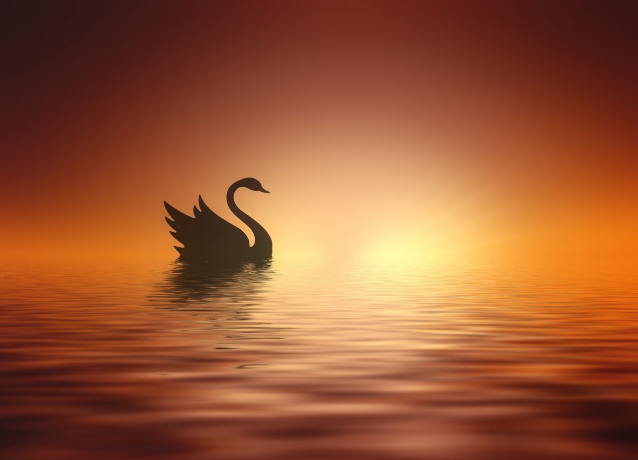 Лебеди на закате и рассвете солнца