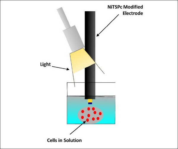 Система передачи сигнала от живых клеток на электрод с помощью монооксида азота (рисунок авторов работы).