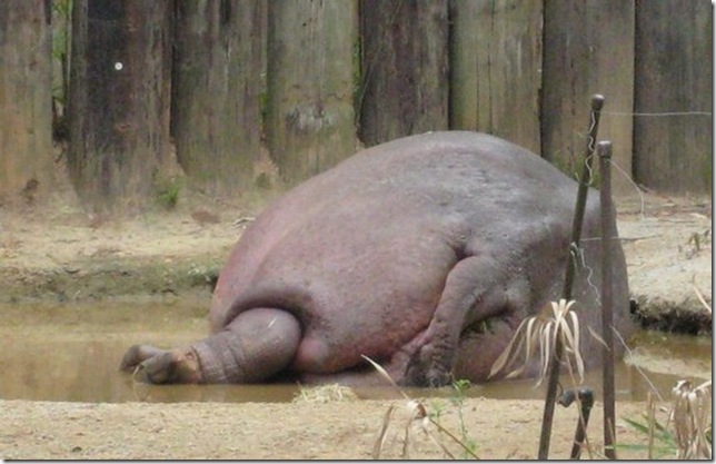 huge-animals35