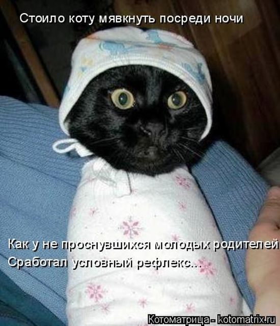 Лучшие котоматрицы недели