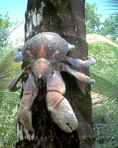 Пальмовый вор или кокосовый краб (лат. Birgus latro) (англ. Coconut crab)