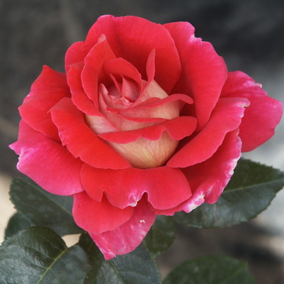 кроненбург (400x400, 71Kb)