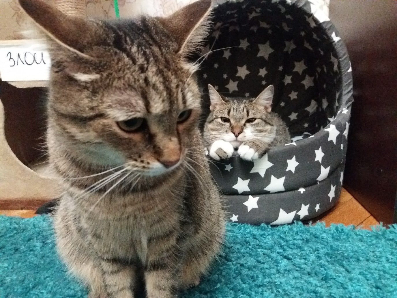 дом для котов два кота