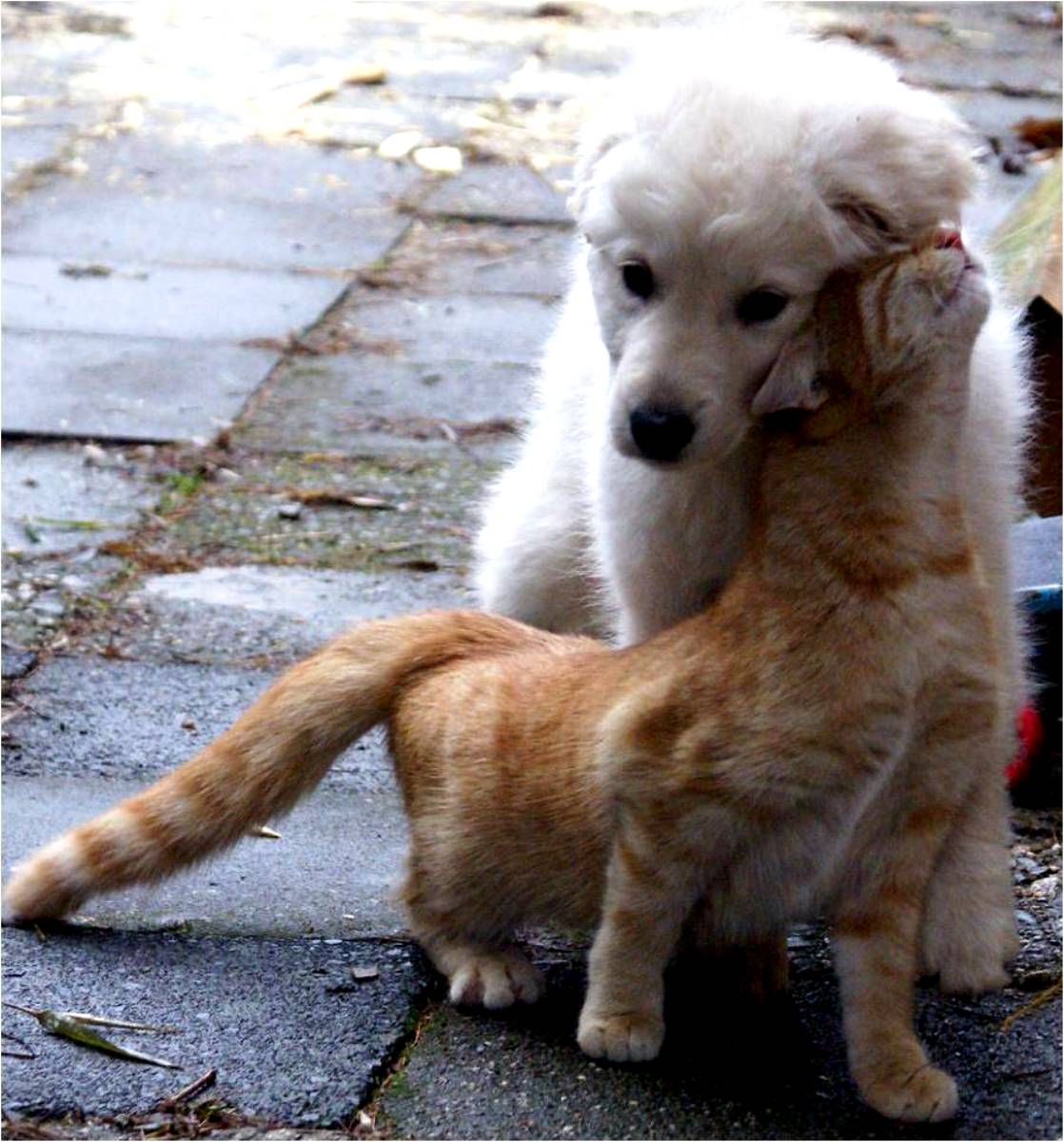 Котипес или песикот