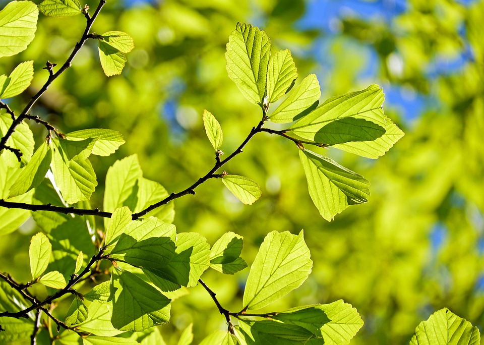 Дерево. Фото: pixabay.com