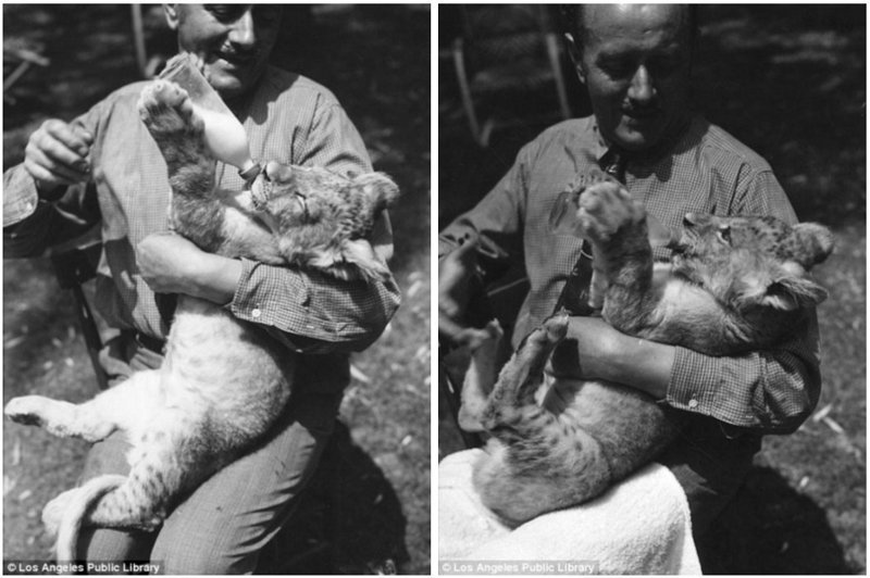 Знаменитая "голливудская львиная ферма": архивные фотографии 1925 - 1942 гг Знаменитая "голливудская львиная ферма": архивные фотографии 1925 - 1942 гг архивные снимки, архивные фото, дрессированные, дрессировщик, лев, львы, сша