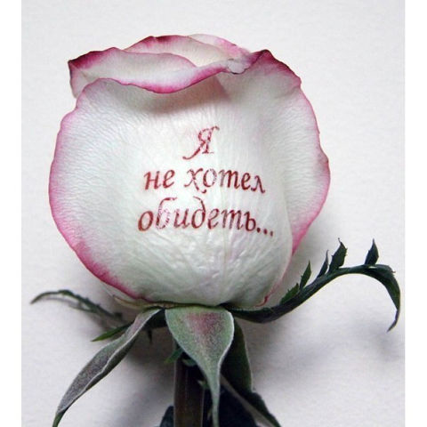 Надписи на живых цветах можно сделать самостоятельно Надписи на живых цветах можно сделать самостоятельно