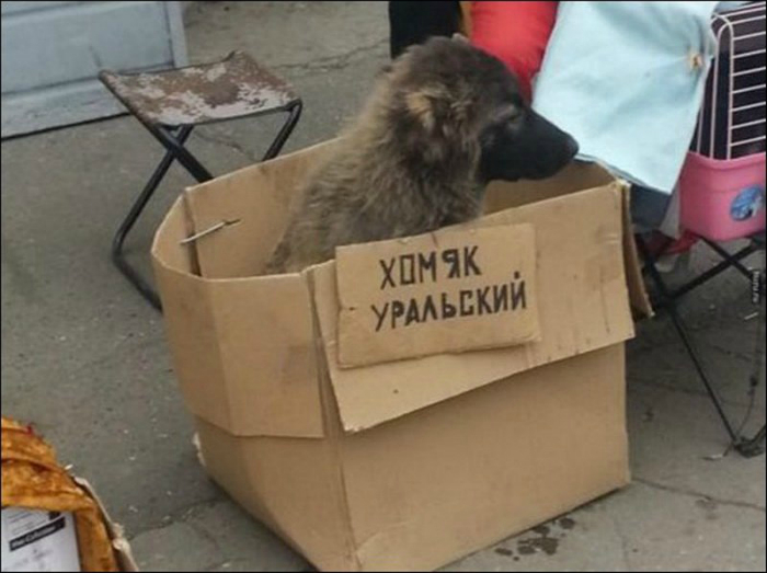 Хомяк уральский - отлично подойдет для охраны дома. Хомяк уральский - отлично подойдет для охраны дома.