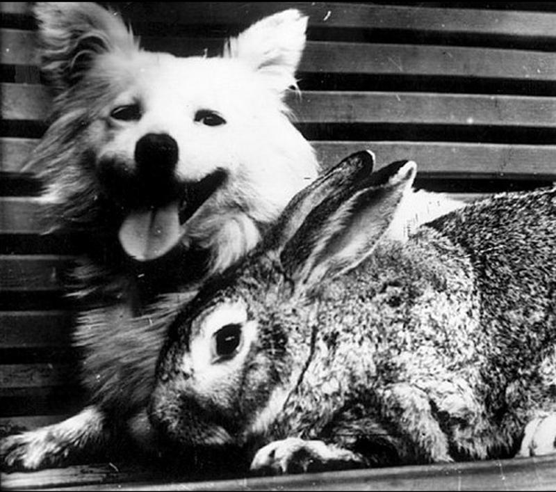 animalspace05 animalspace05 История покорения космоса животными