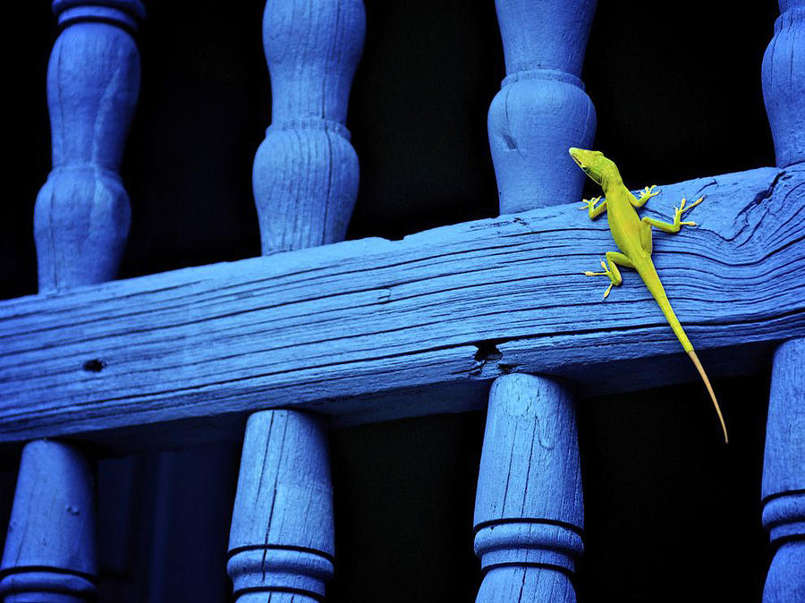 Лучшие фотографии от National Geographic за прошлый год Лучшие фотографии от National Geographic за прошлый год