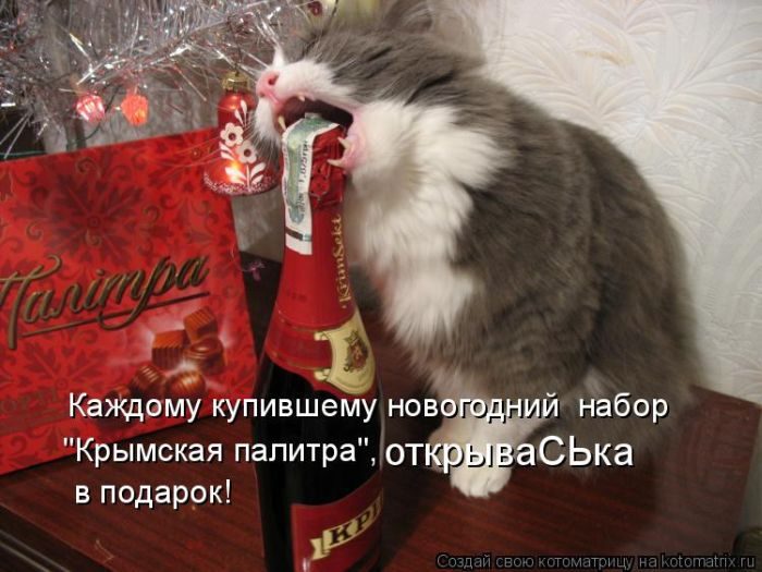 Лучшие котоматрицы недели