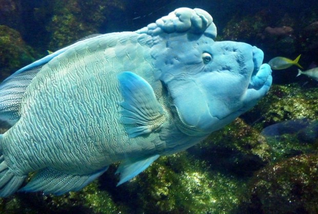 Рыба-наполеон (лат. Cheilinus undulatus) (англ. Napoleonfish)