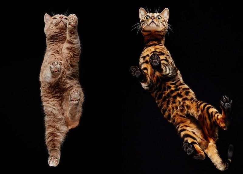 Взгляд снизу: чудесные фотографии кошек с необычного ракурса