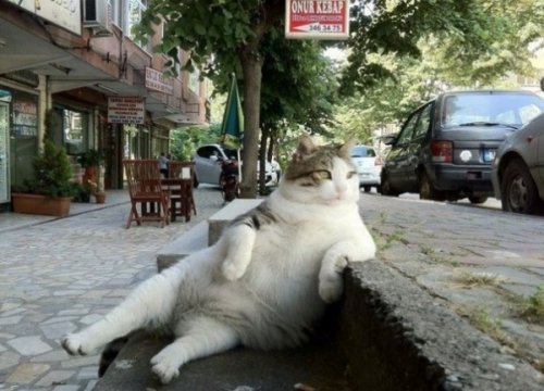 15 правил жизни настоящего кота catrules01 15 правил жизни настоящего кота