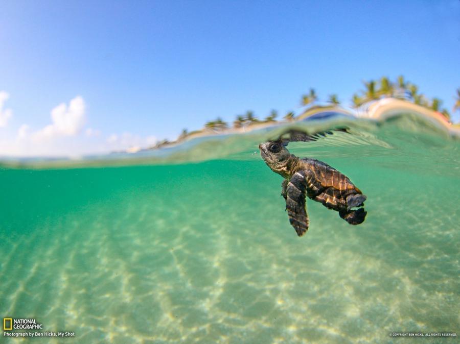 Лучшие фотографии National Geographic за январь Лучшие фотографии National Geographic за январь