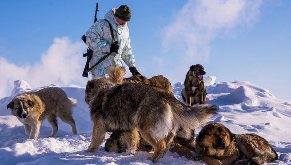 Пограничник с собаками, Арктика. Архивное фото. Российские военные заселили городок на арктическом острове Врангеля
