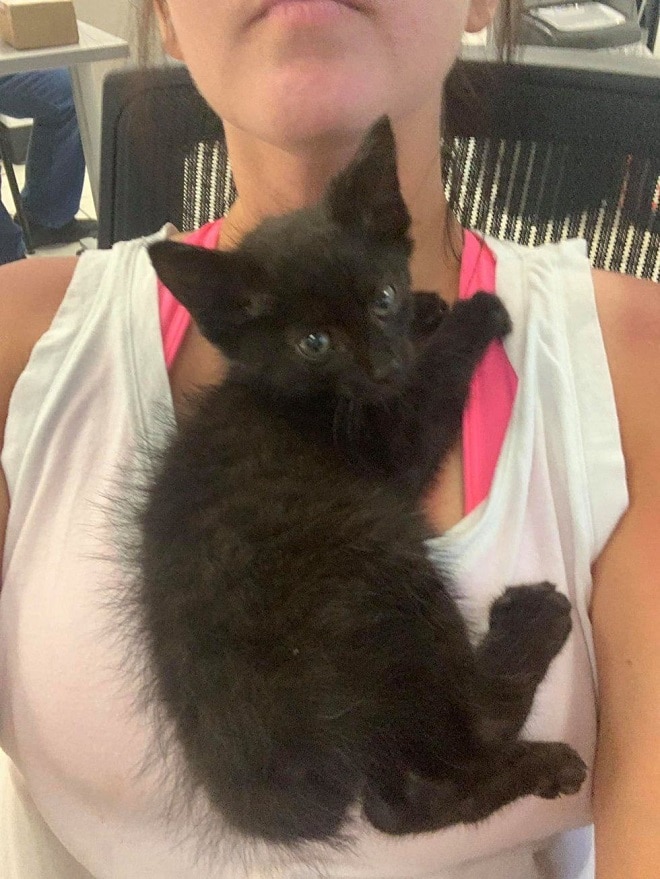 Котенок на груди Котенок и женщина