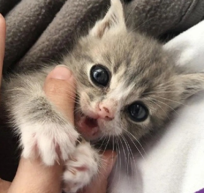 Человек играет с котенком Котенок играет