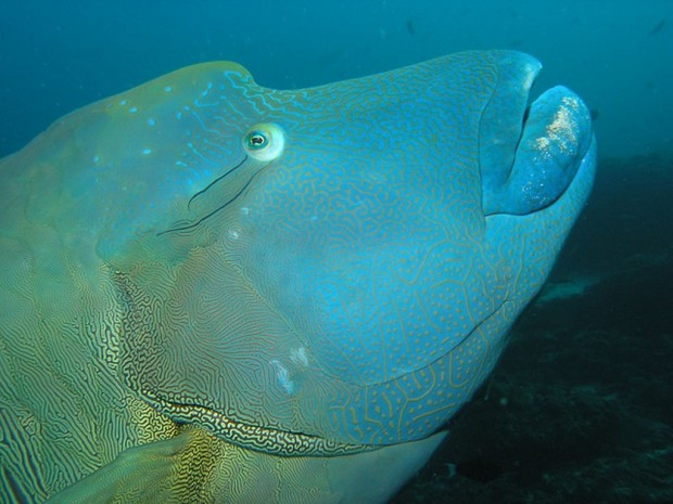 Рыба-наполеон (лат. Cheilinus undulatus) (англ. Napoleonfish)