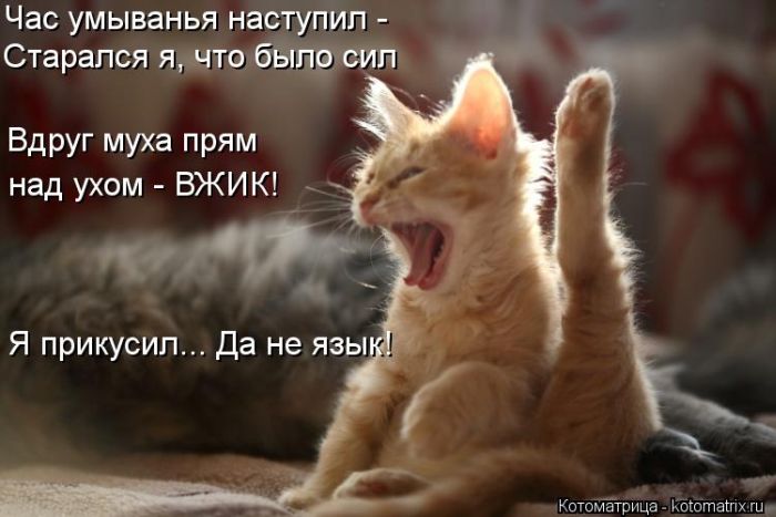 ����������� (49 ����)