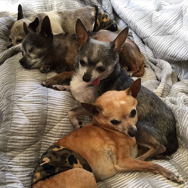 senior-dog-adoption-chihuahua-julie-docherty-12