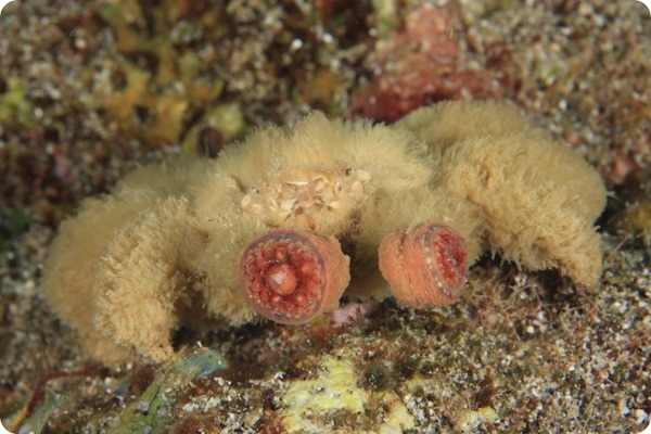 - Polydectus cupulifer