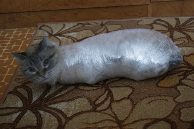 Картинки связаны с котом Картинки связаны с котом