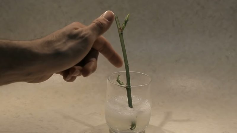 Соедините лист алоэ +черенок розы и поразитесь результату