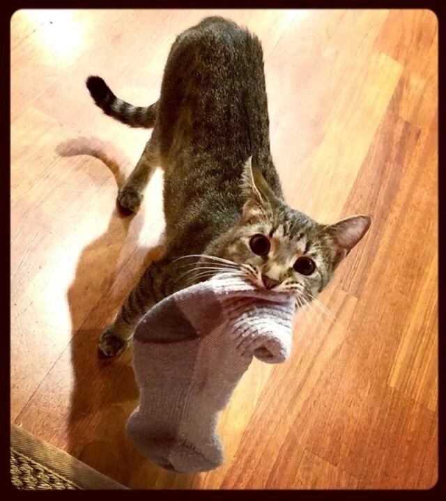 Шедевры кото-фото-искусства