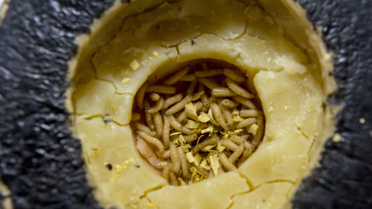 сыр с червями деликатес итальянский фото