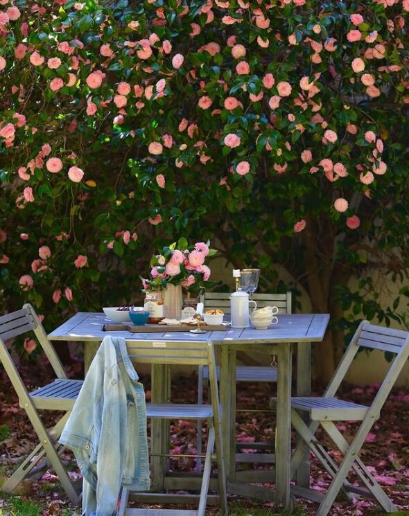 В саду растет розовая камелия, под которой Кортни любит устраивать чаепития. Для статьи использованы фотографии из Инстаграм-аккаунта Кортни @frenchcountrycottage и сайта frenchcountrycottage.net