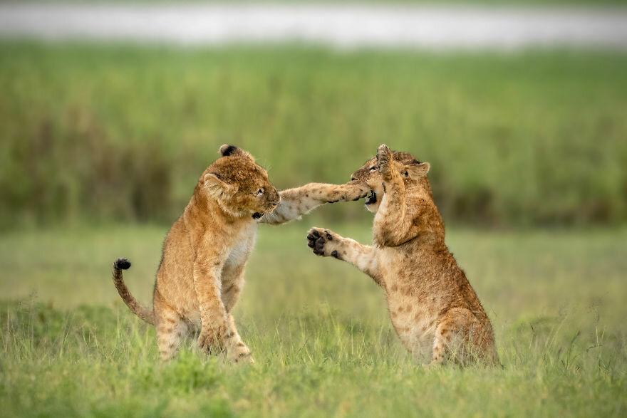 Лучшие фото с конкурса Comedy Wildlife Photography Awards 2020