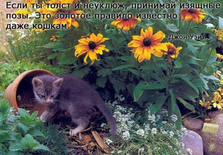 Серьезно о кошках