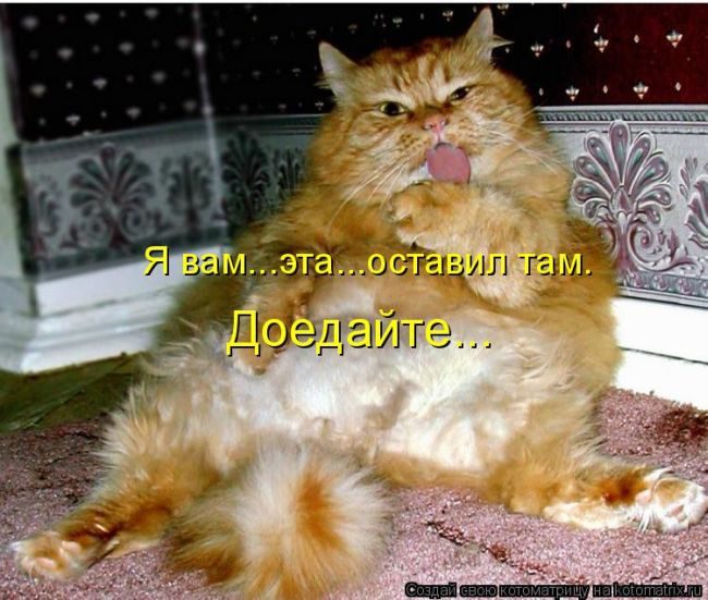 Лучшие котоматрицы недели