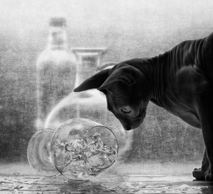 Невероятные портреты кошек от Элеоноры Григорьевой