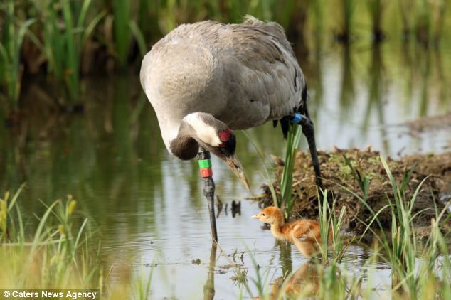 Лиса хотела полакомиться молодыми журавликами животные, события, фото