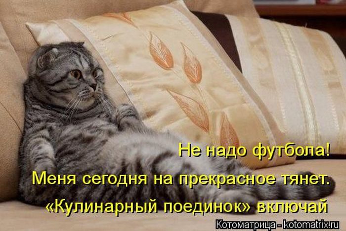 Лучшие котоматрицы недели