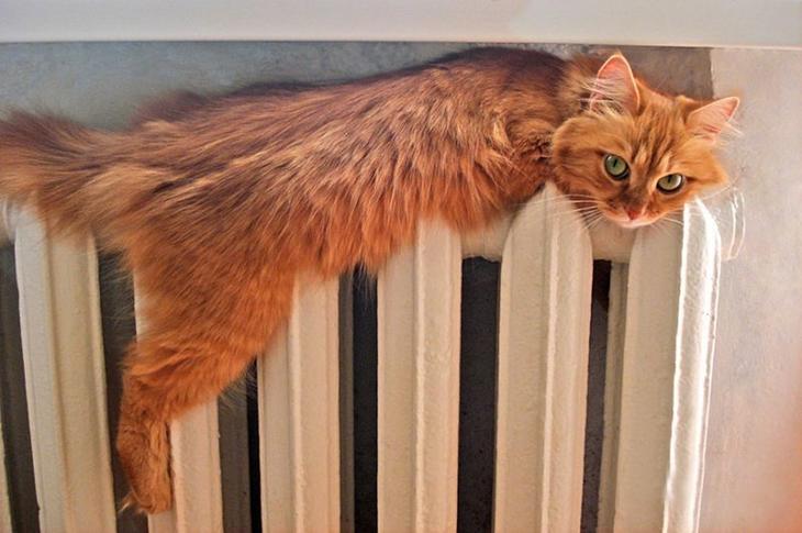 Кошачьей мерзлявости пост Мерзляки