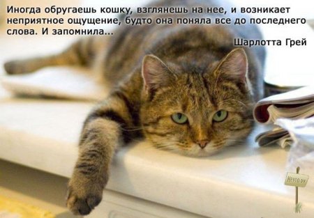 Серьезно о кошках