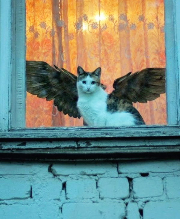 Показалось… (20 фото)